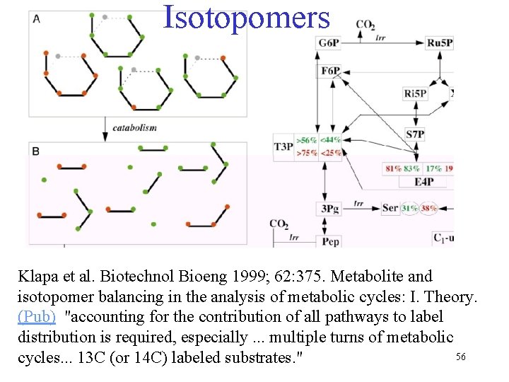 Isotopomers Klapa et al. Biotechnol Bioeng 1999; 62: 375. Metabolite and isotopomer balancing in