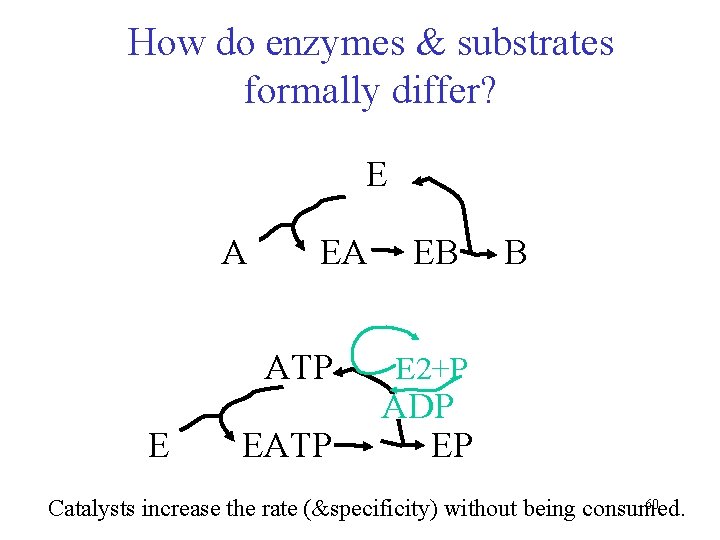 How do enzymes & substrates formally differ? E A EA ATP E EATP EB