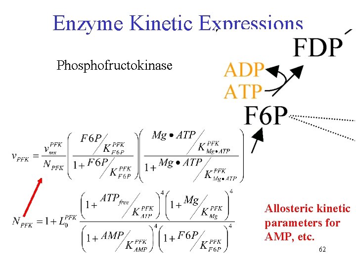 Enzyme Kinetic Expressions Phosphofructokinase Allosteric kinetic parameters for AMP, etc. 62 