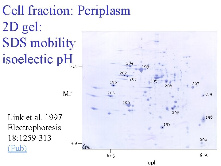 Cell fraction: Periplasm 2 D gel: SDS mobility isoelectic p. H Mr Link et