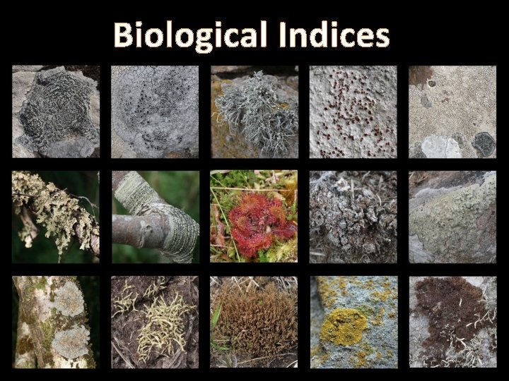 Biological Indices 