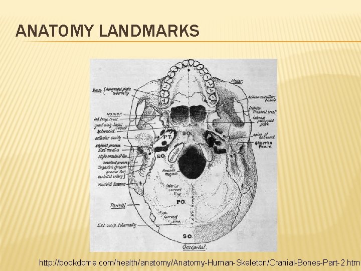 ANATOMY LANDMARKS http: //bookdome. com/health/anatomy/Anatomy-Human-Skeleton/Cranial-Bones-Part-2. html 