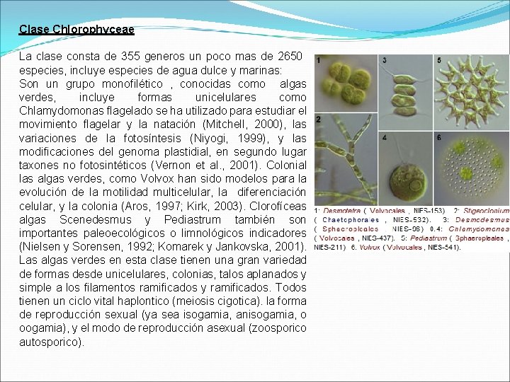 Clase Chlorophyceae La clase consta de 355 generos un poco mas de 2650 especies,