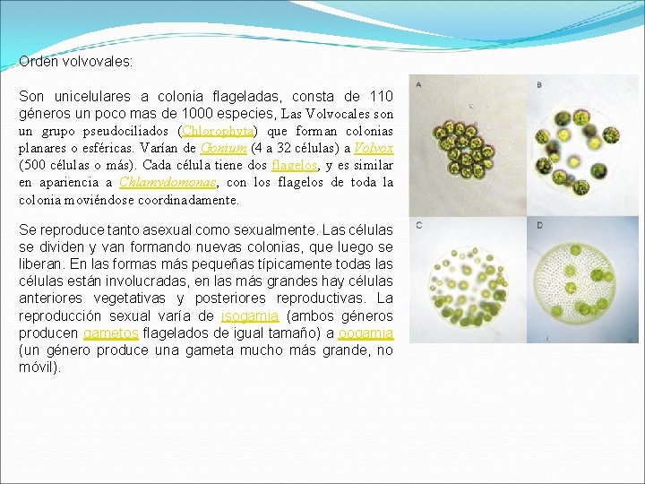 Orden volvovales: Son unicelulares a colonia flageladas, consta de 110 géneros un poco mas