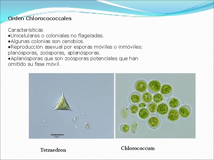 Orden Chlorocococcales Características • Unicelulares o coloniales no flageladas. • Algunas colonias son cenobios.