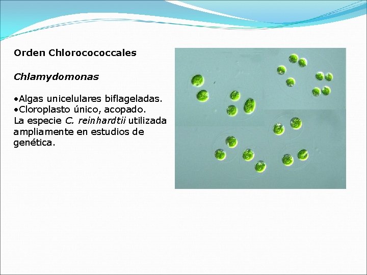 Orden Chlorocococcales Chlamydomonas • Algas unicelulares biflageladas. • Cloroplasto único, acopado. La especie C.