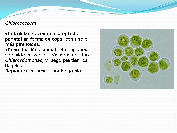 Chlorococcum • Unicelulares, con un cloroplasto parietal en forma de copa, con uno o