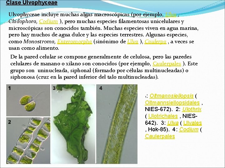 Clase Ulvophyceae incluye muchas algas macroscópicas (por ejemplo, Ulva , Cladophora, Codium ), pero