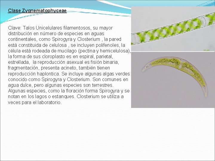 Clase Zygnematophyceae Clave: Talos Unicelulares filamentosos, su mayor distribución en número de especies en