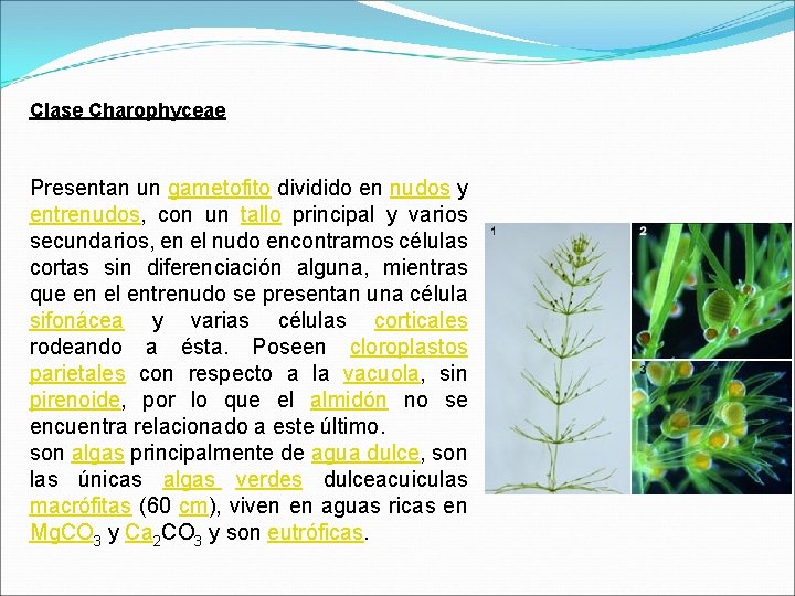 Clase Charophyceae Presentan un gametofito dividido en nudos y entrenudos, con un tallo principal