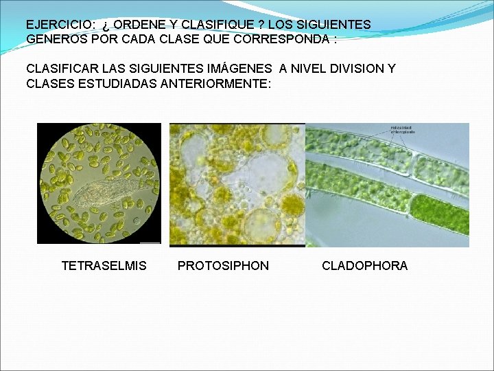 EJERCICIO: ¿ ORDENE Y CLASIFIQUE ? LOS SIGUIENTES GENEROS POR CADA CLASE QUE CORRESPONDA