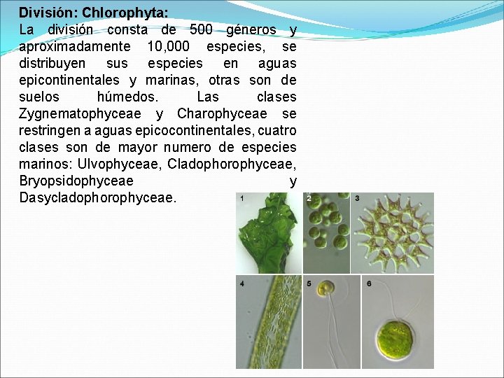 División: Chlorophyta: La división consta de 500 géneros y aproximadamente 10, 000 especies, se