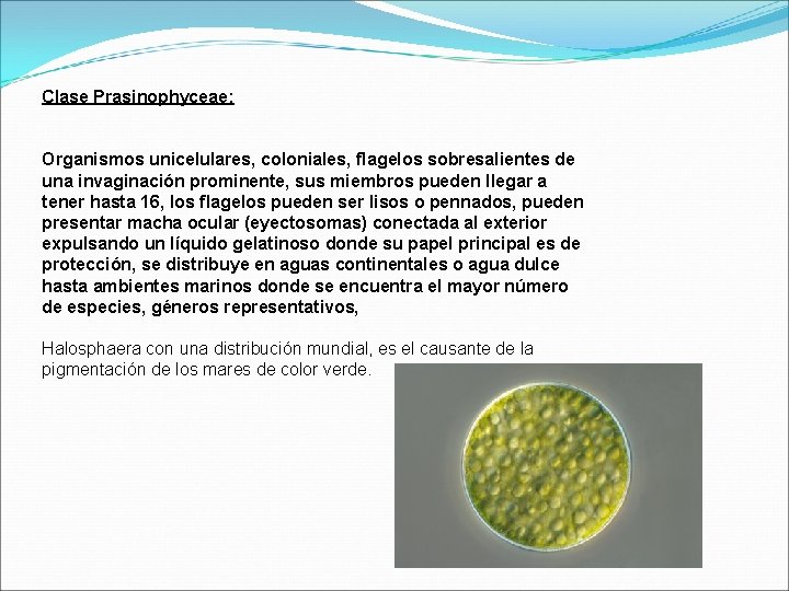 Clase Prasinophyceae: Organismos unicelulares, coloniales, flagelos sobresalientes de una invaginación prominente, sus miembros pueden