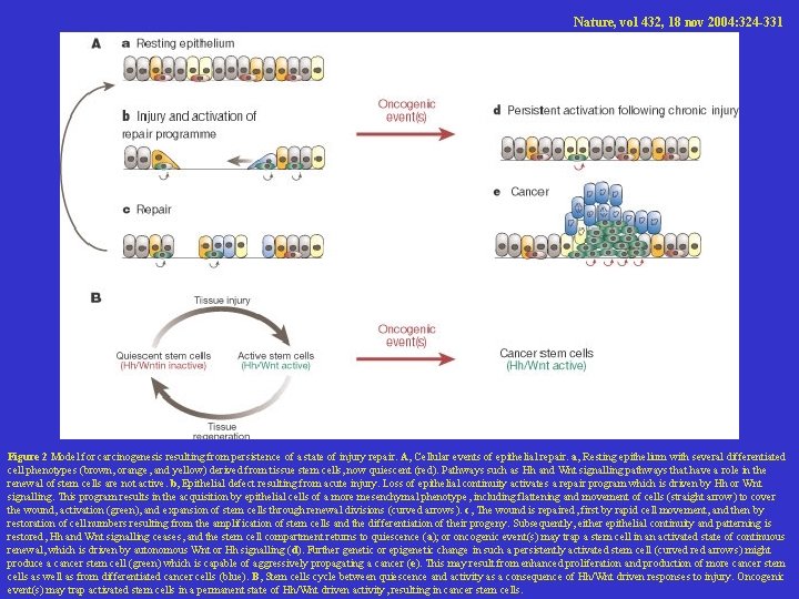 Nature, vol 432, 18 nov 2004: 324 -331 Figure 2 Model for carcinogenesis resulting