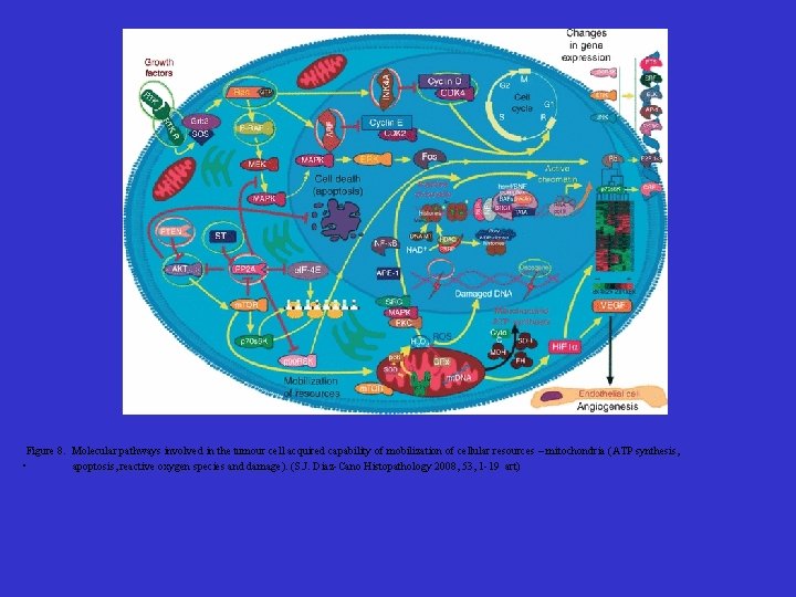  Figure 8. Molecular pathways involved in the tumour cell acquired capability of mobilization