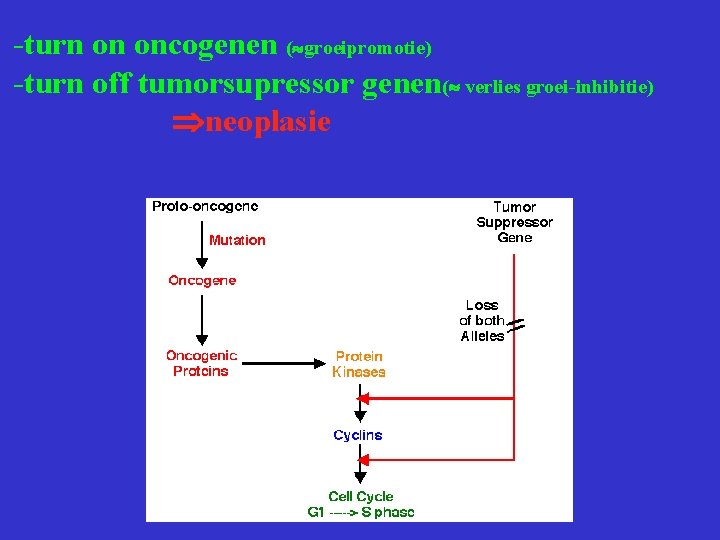 -turn on oncogenen ( groeipromotie) -turn off tumorsupressor genen( verlies groei-inhibitie) neoplasie 