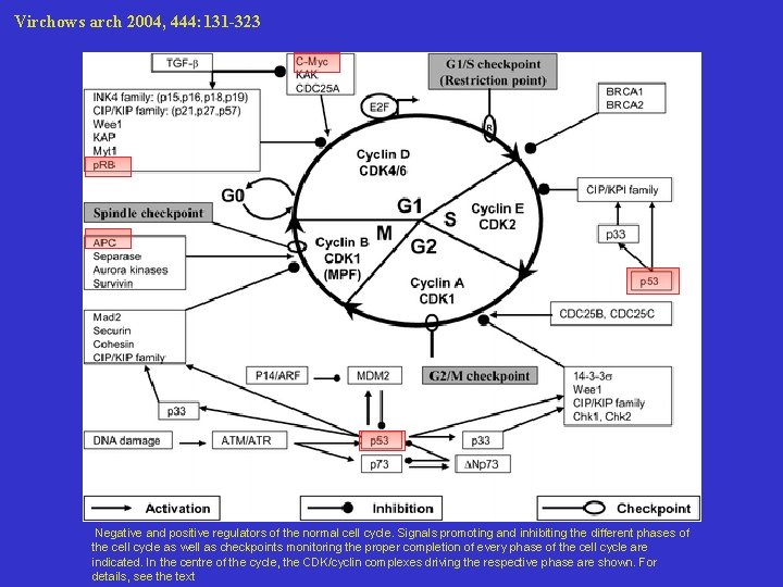 Virchows arch 2004, 444: 131 -323 Negative and positive regulators of the normal cell