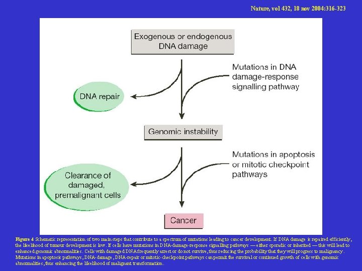 Nature, vol 432, 18 nov 2004: 316 -323 Figure 4 Schematic representation of two