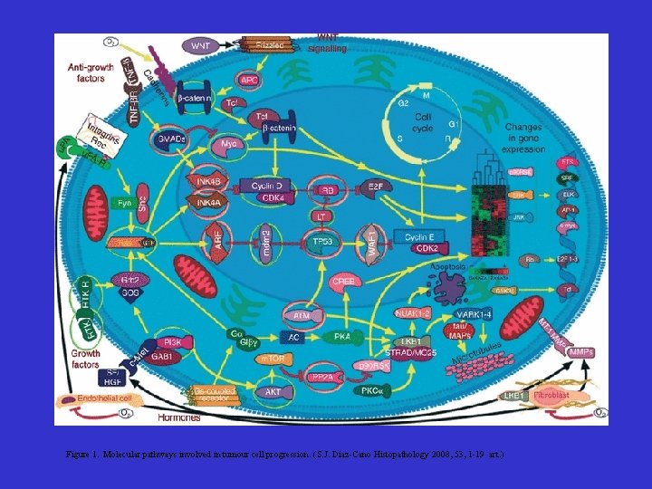 Figure 1. Molecular pathways involved in tumour cell progression. (S. J. Diaz-Cano Histopathology 2008,
