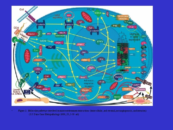  • Figure 2. Molecular pathways involved in microenvironment interactions (intercellular, and stromal, neoangiogenesis,