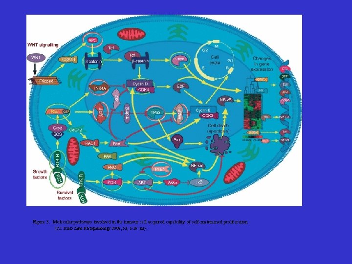 Figure 3. Molecular pathways involved in the tumour cell acquired capability of self-maintained proliferation.