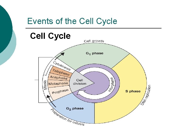 Events of the Cell Cycle 