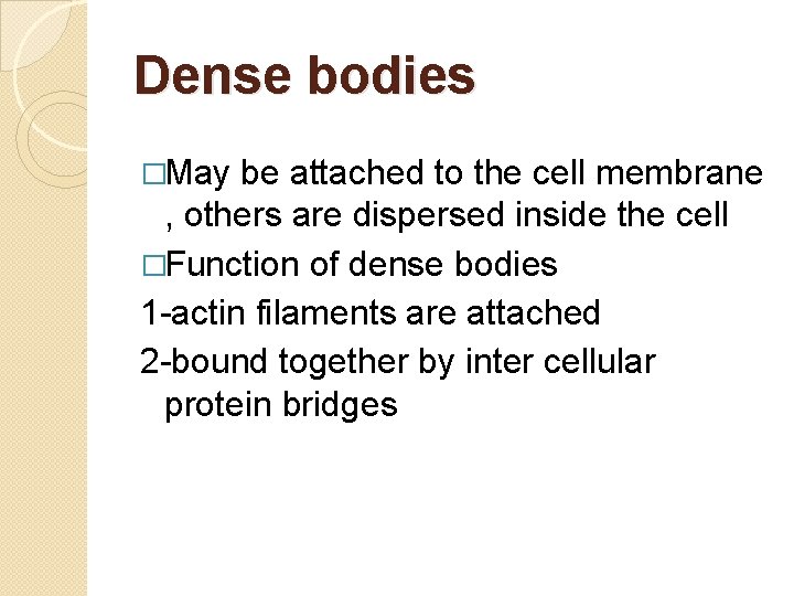 Dense bodies �May be attached to the cell membrane , others are dispersed inside Dense bodies �May be attached to the cell membrane , others are dispersed inside