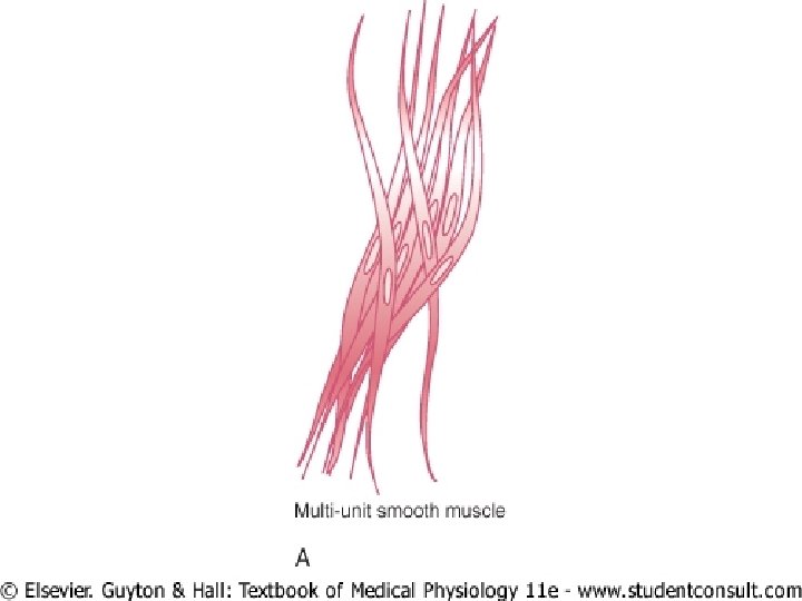 Smooth muscles Dr MADIHA NAZIR 10 of the