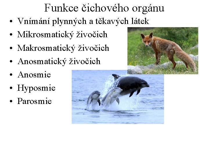 Funkce čichového orgánu • • Vnímání plynných a těkavých látek Mikrosmatický živočich Makrosmatický živočich