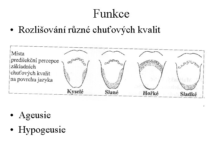 Funkce • Rozlišování různé chuťových kvalit • Ageusie • Hypogeusie 