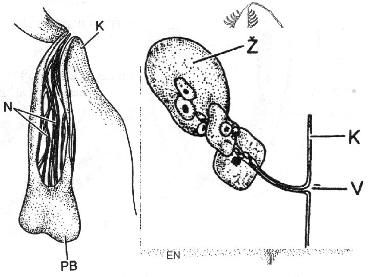 Čich • poprvé u kmene Cnidaria (žahavci). • u většiny prvoústých se vyskytují na