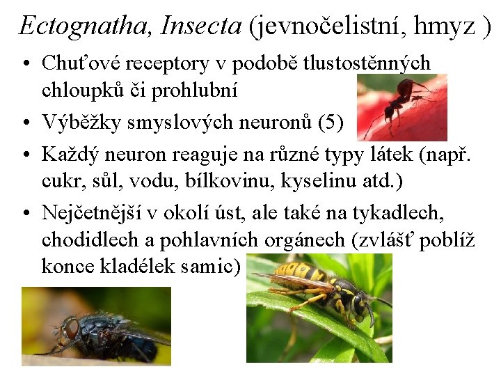 Ectognatha, Insecta (jevnočelistní, hmyz ) • Chuťové receptory v podobě tlustostěnných chloupků či prohlubní