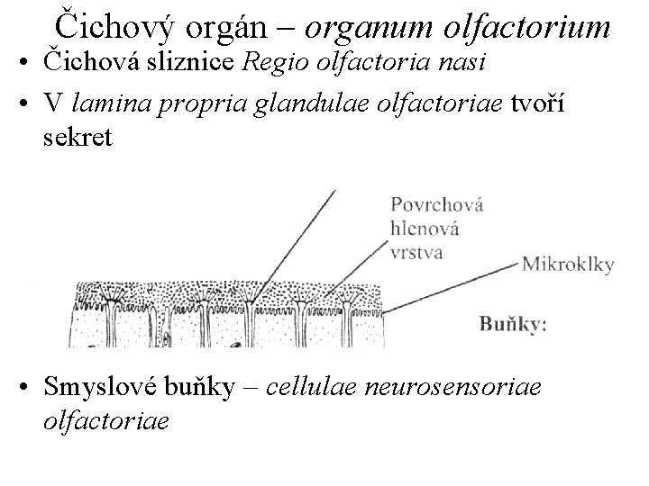 Čichový orgán – organum olfactorium • Čichová sliznice Regio olfactoria nasi • V lamina
