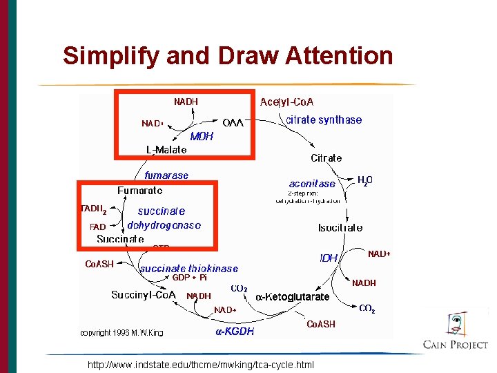 Simplify and Draw Attention 34 http: //www. indstate. edu/thcme/mwking/tca-cycle. html 