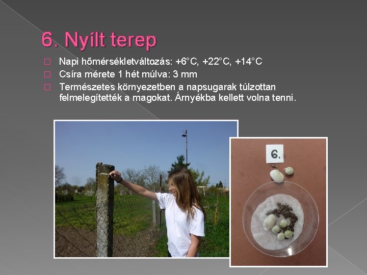 6. Nyílt terep Napi hőmérsékletváltozás: +6°C, +22°C, +14°C � Csíra mérete 1 hét múlva: