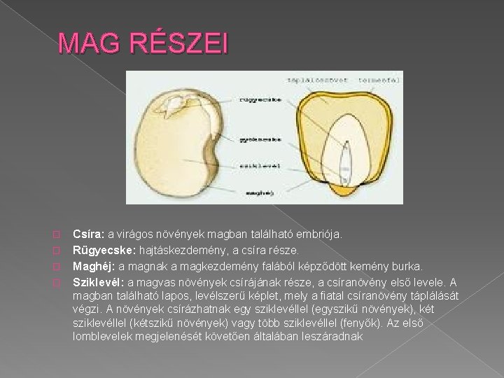 MAG RÉSZEI � � Csíra: a virágos növények magban található embriója. Rügyecske: hajtáskezdemény, a