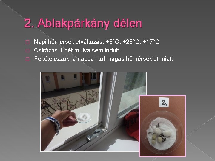 2. Ablakpárkány délen Napi hőmérsékletváltozás: +8°C, +28°C, +17°C � Csírázás 1 hét múlva sem