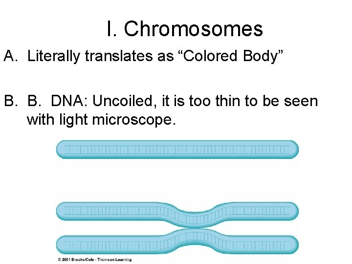 I. Chromosomes A. Literally translates as “Colored Body” B. B. DNA: Uncoiled, it is