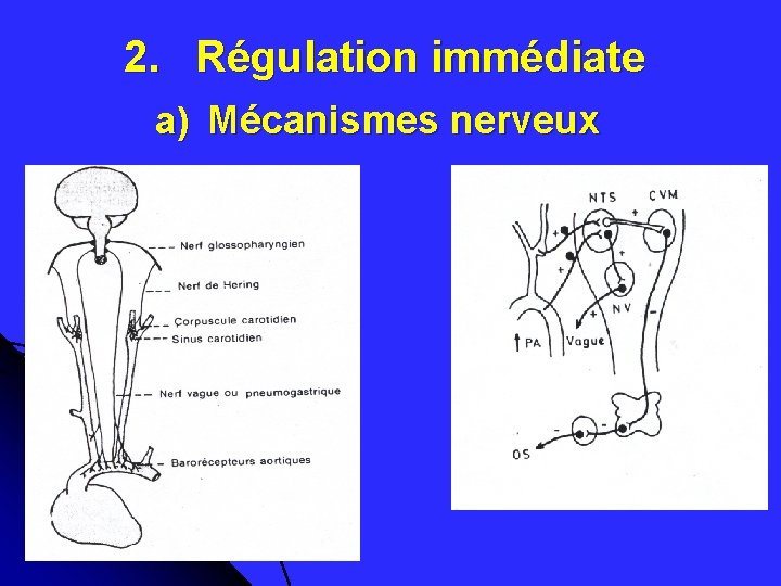2. Régulation immédiate a) Mécanismes nerveux 2. Régulation immédiate a) Mécanismes nerveux