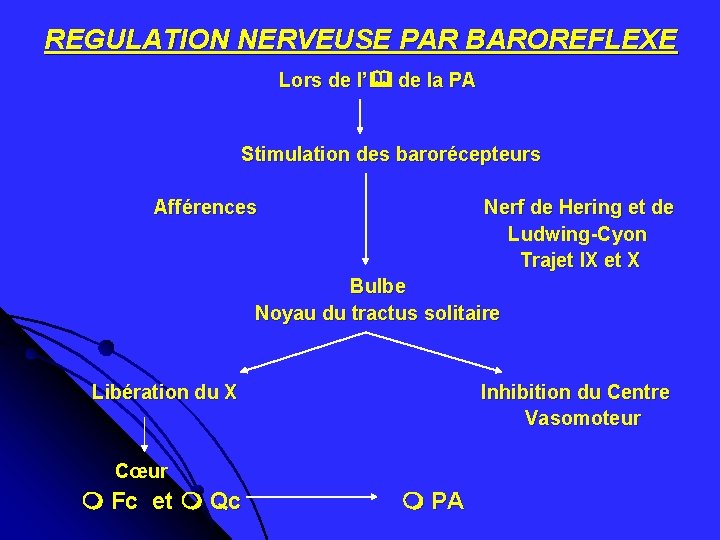 REGULATION NERVEUSE PAR BAROREFLEXE Lors de l’ de la PA Stimulation des barorécepteurs Afférences REGULATION NERVEUSE PAR BAROREFLEXE Lors de l’ de la PA Stimulation des barorécepteurs Afférences
