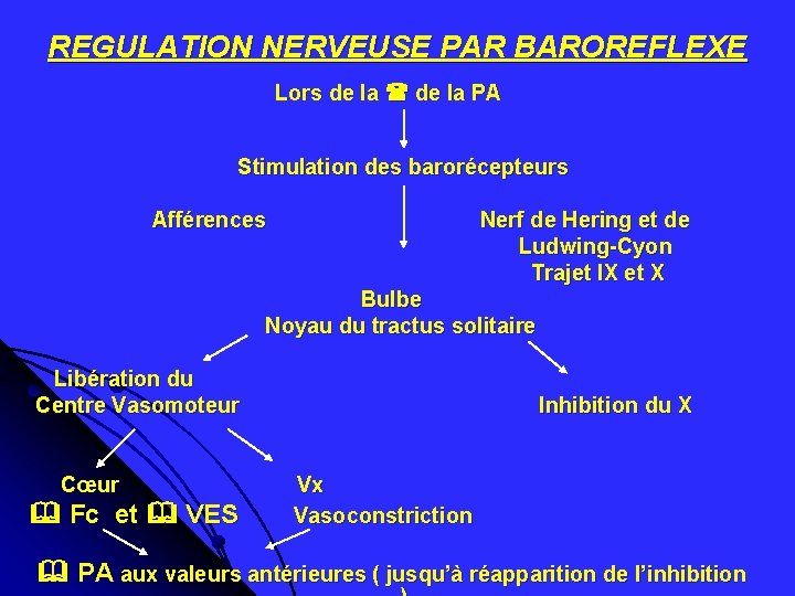 REGULATION NERVEUSE PAR BAROREFLEXE Lors de la PA Stimulation des barorécepteurs Afférences Nerf de REGULATION NERVEUSE PAR BAROREFLEXE Lors de la PA Stimulation des barorécepteurs Afférences Nerf de