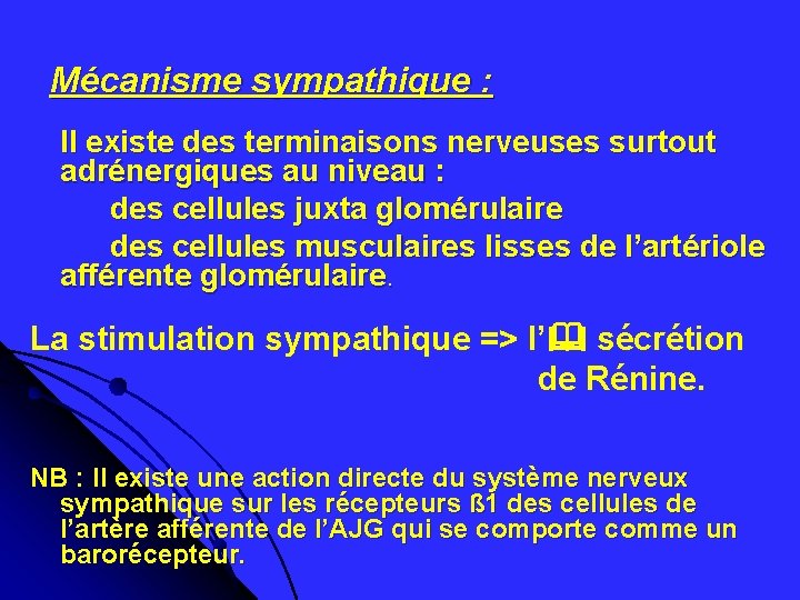  Mécanisme sympathique : Il existe des terminaisons nerveuses surtout adrénergiques au niveau :