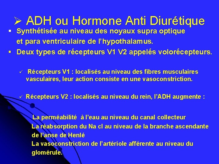 Ø ADH ou Hormone Anti Diurétique § Synthétisée au niveau des noyaux supra optique