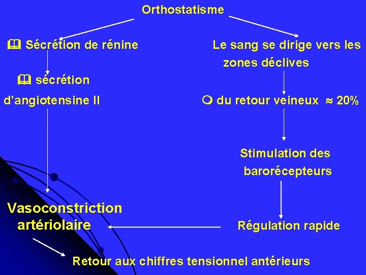 Orthostatisme Sécrétion de rénine Le sang se dirige vers les zones déclives sécrétion d’angiotensine