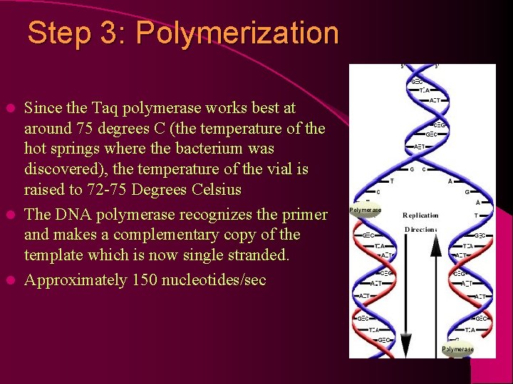 Step 3: Polymerization Since the Taq polymerase works best at around 75 degrees C
