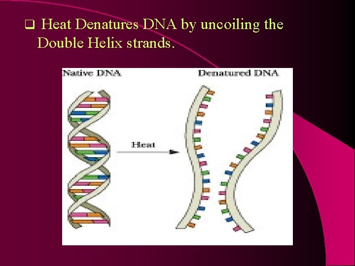 q Heat Denatures DNA by uncoiling the Double Helix strands. 