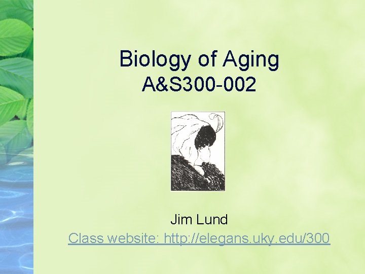 Biology of Aging A&S 300 -002 Jim Lund Class website: http: //elegans. uky. edu/300