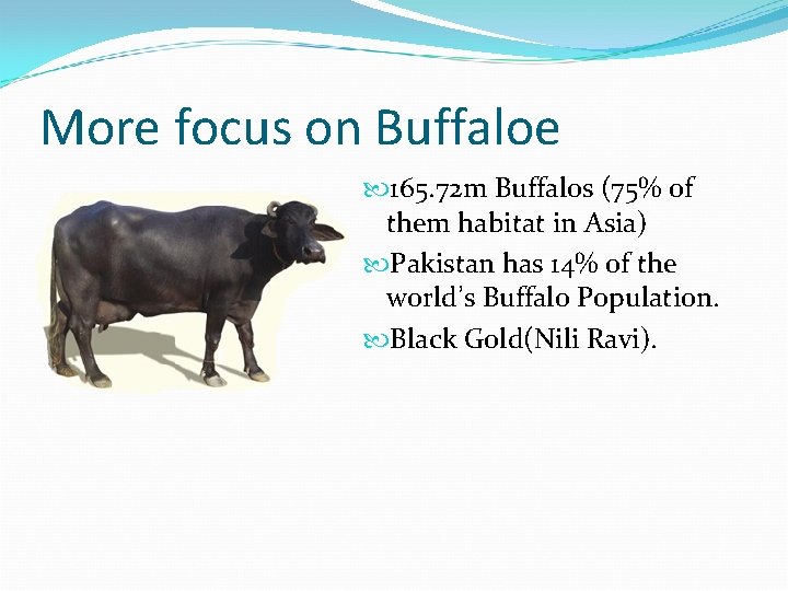 More focus on Buffaloe 165. 72 m Buffalos (75% of them habitat in Asia)