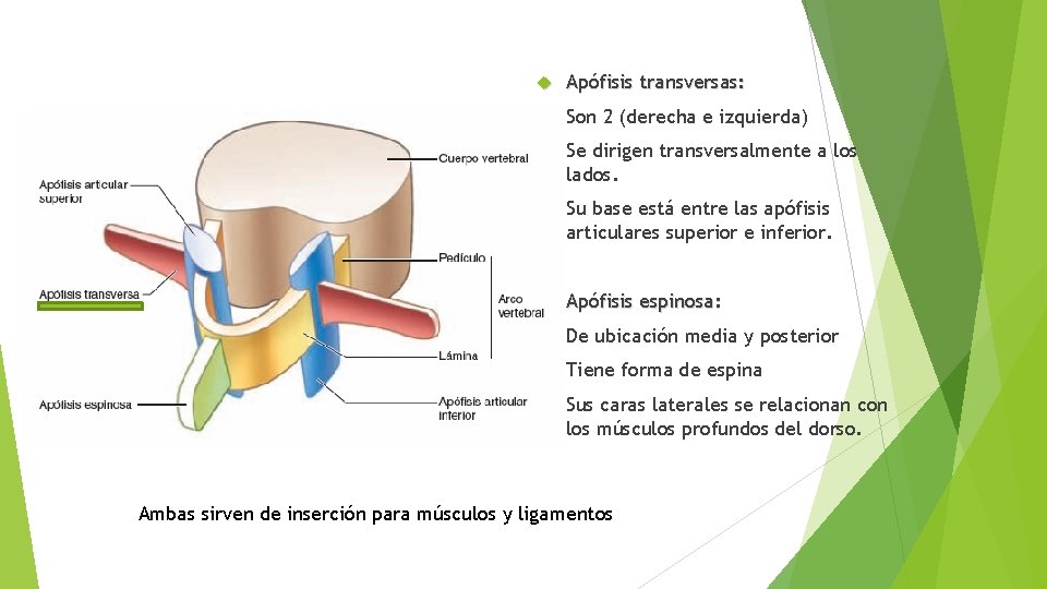  Apófisis transversas: • Son 2 (derecha e izquierda) • Se dirigen transversalmente a