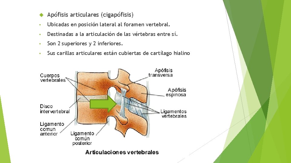  Apófisis articulares (cigapófisis) • Ubicadas en posición lateral al foramen vertebral. • Destinadas